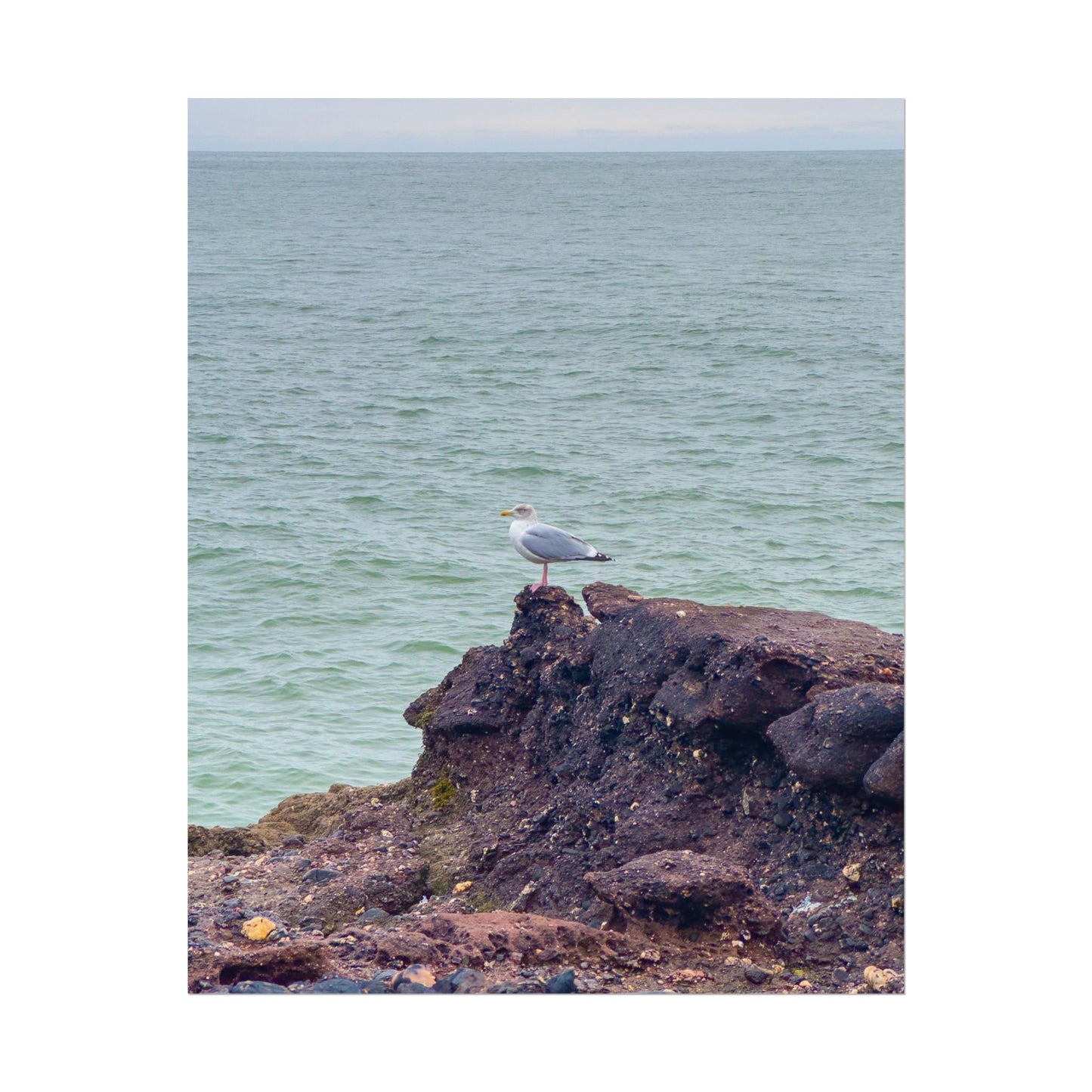 lone seagull 🕊️🇮🇪